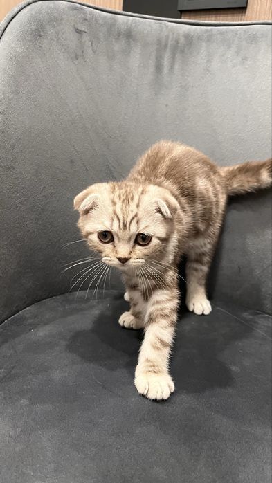 Шотландский вислоухий котёнок