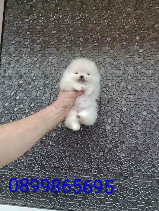 Прекрасни мини Померани !