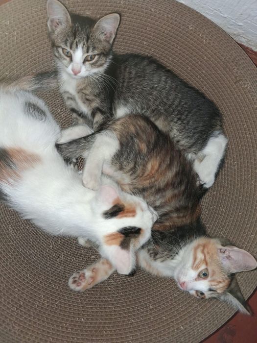Отдам котят в добрые руки