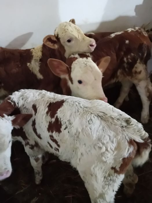 Taurasi și vitele baltati