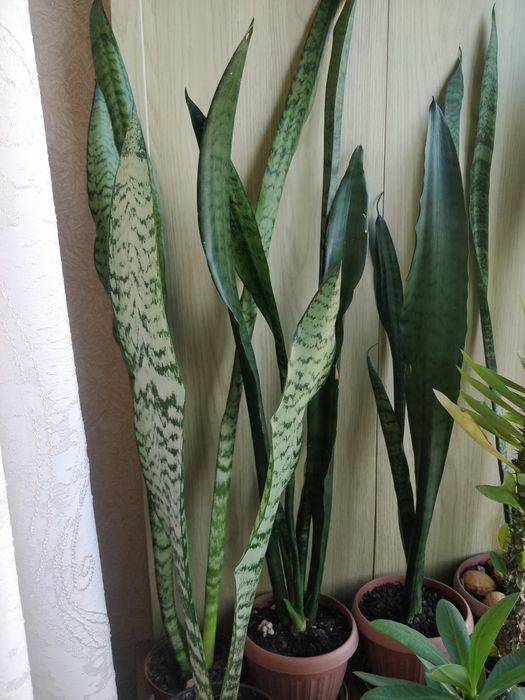 Щучий хвост,сансевиерия ,комнатный цветок.