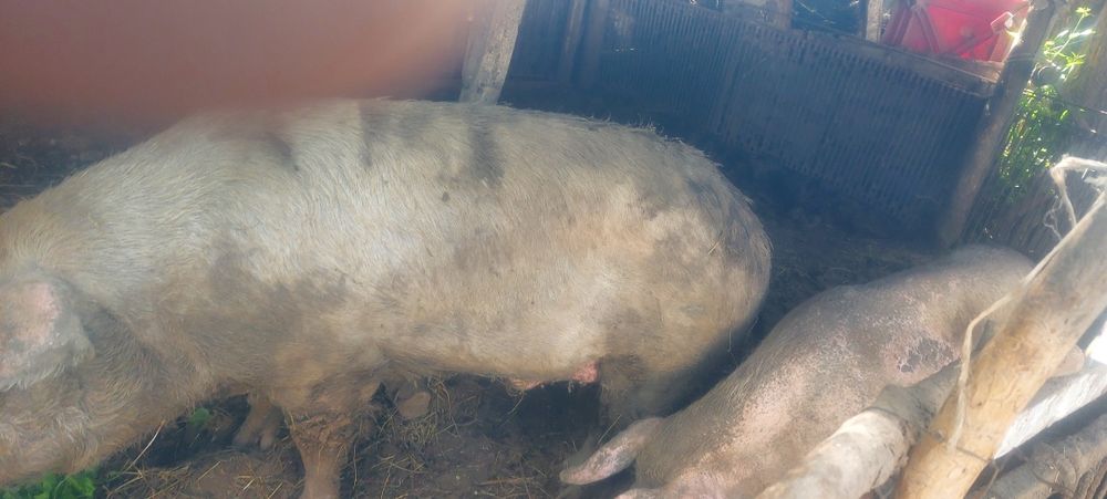 Продам кабана на племя