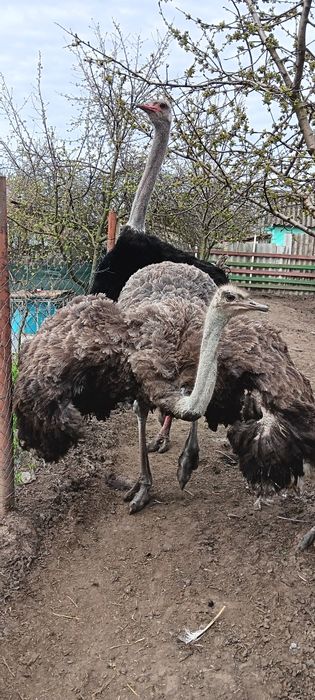 Vând sau schimb Struruti Africani