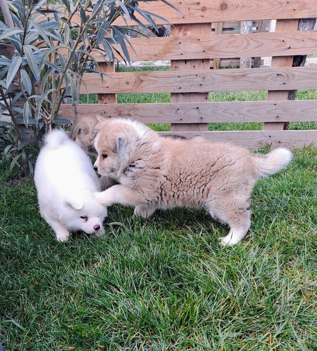 Японска акита ину