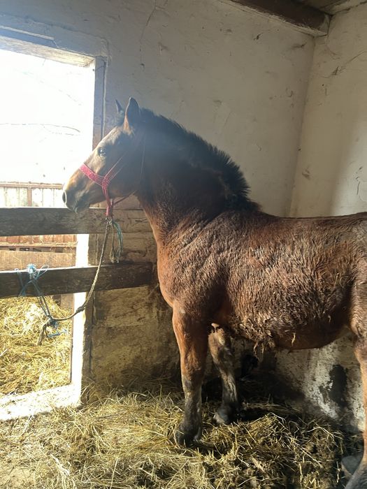 Manz de 8 luni din parinti de 1000 de kg