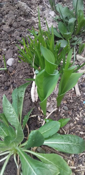 Лесной ландыш и обычный