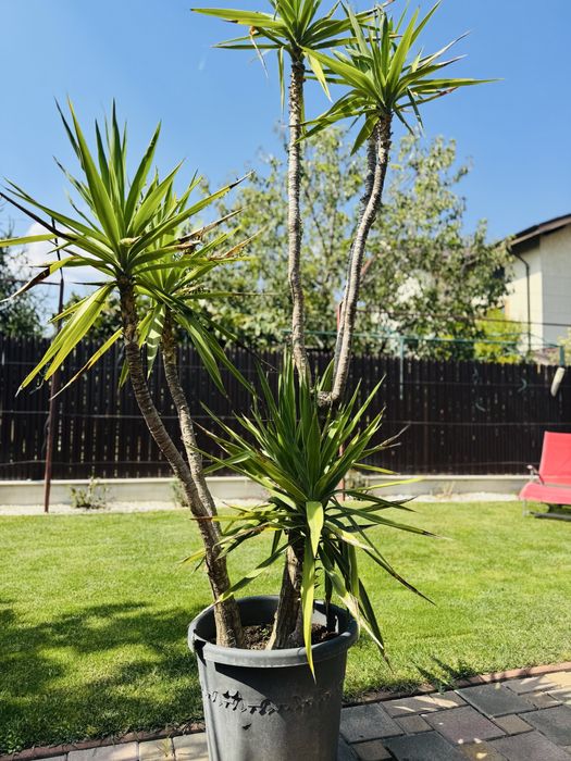 Yucca la ghiveci – plantă ornamentală deosebită,10 ani