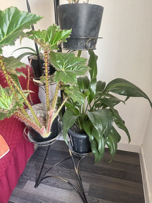 Продам комнатные цветы