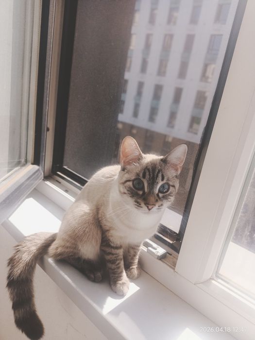 Срочно отдам котенка девочка