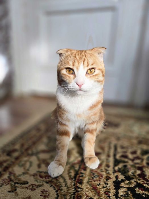 Кошки и котики в добрые руки