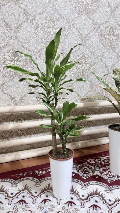 Dratsena Fragrans balandligi 103 sm.