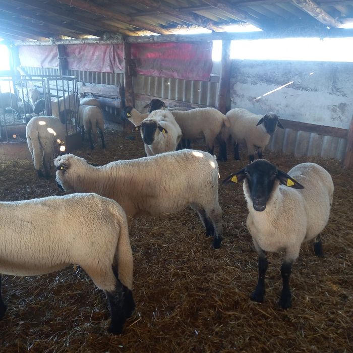 Oi sufolk si mégis tinere si gestante