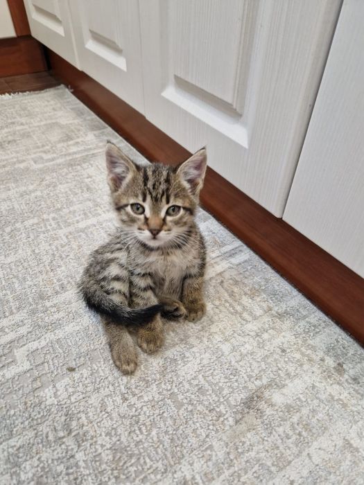 Отдам кошечку в хорошие руки