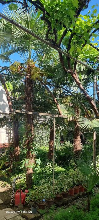 Palma traykarpus 2 metrdan 5 metrgacha