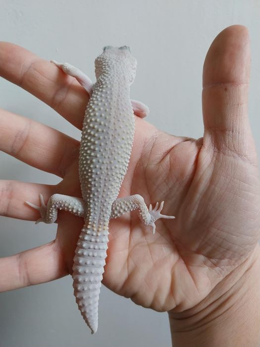 Бял Леопардов Гекон