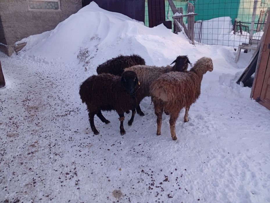 Продаются бараны