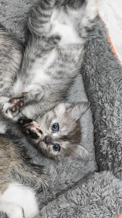 Отдам котят 1,5 месяца