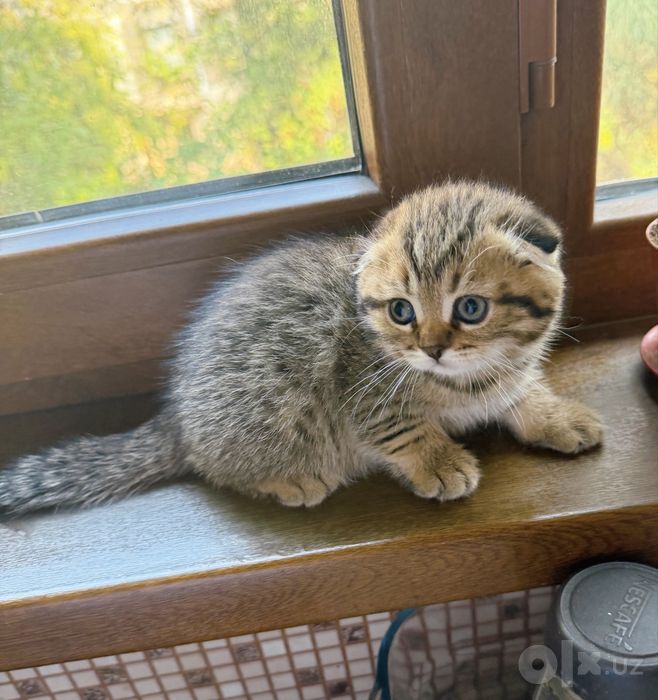 Чистокровные котята золотая шиншилла
