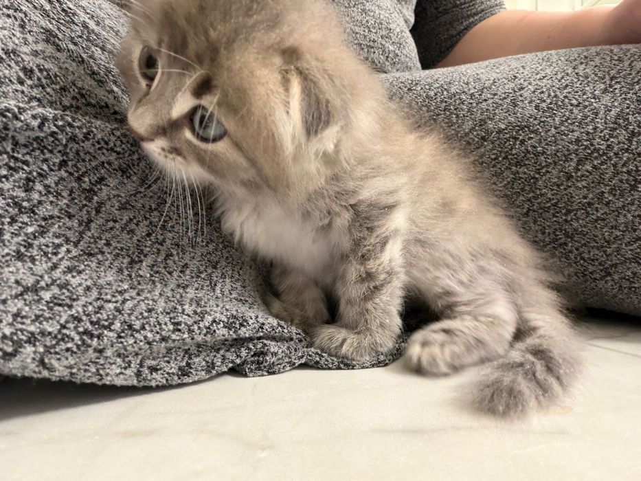 Шотландец , шотландский котенок