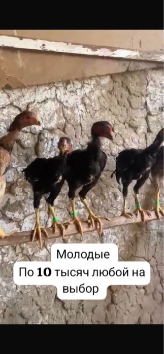 Продам  молодых бойцовых