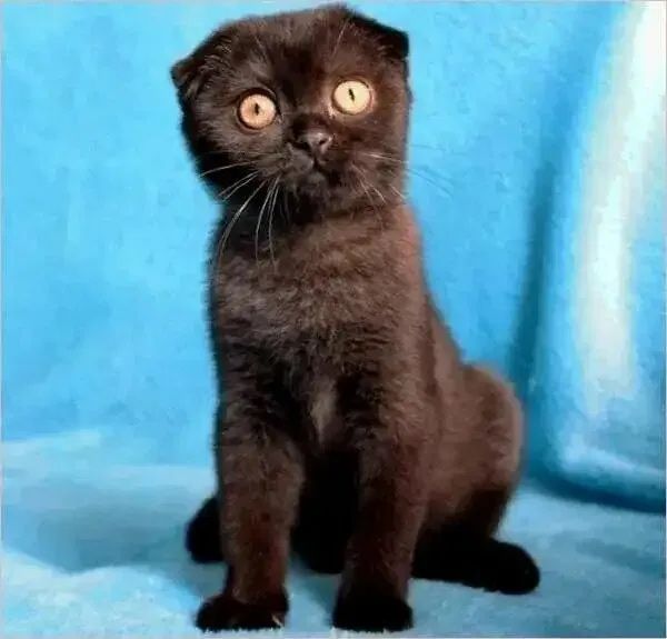 Котенок вислоухий