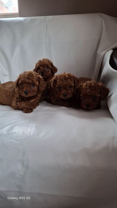 Родословни той пуделчета Ред Дог