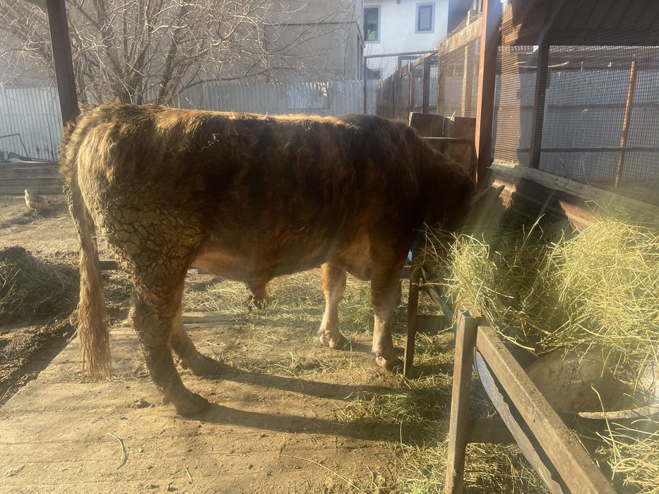 Продам быка, чистый швед