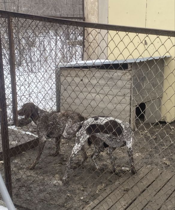 Собака кабель на вязку .