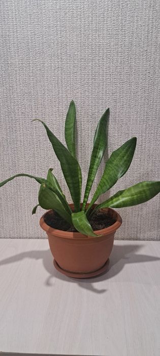 Продам щучий хвост 1300