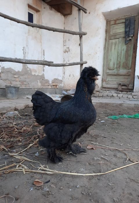 Тройка брама тухумлари сотилади