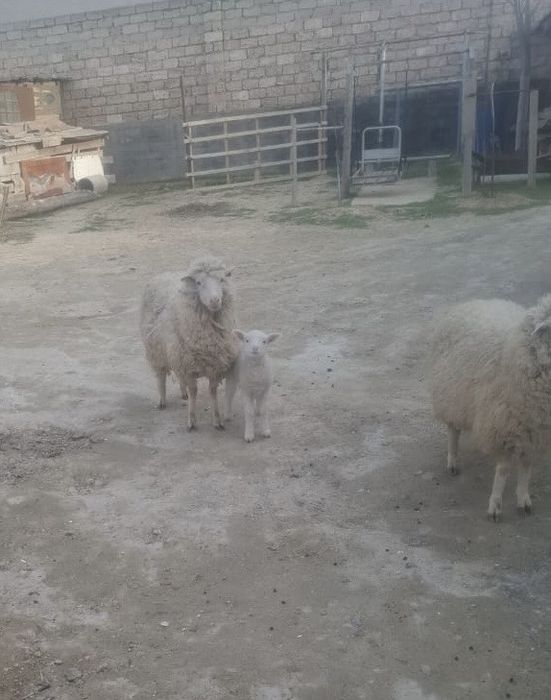 Қозылы қой бағасы 100.000тг