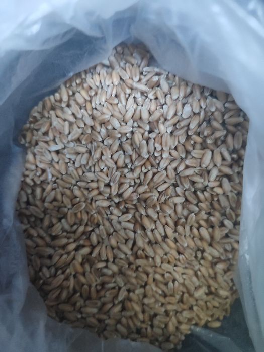 Продам зерно по 95