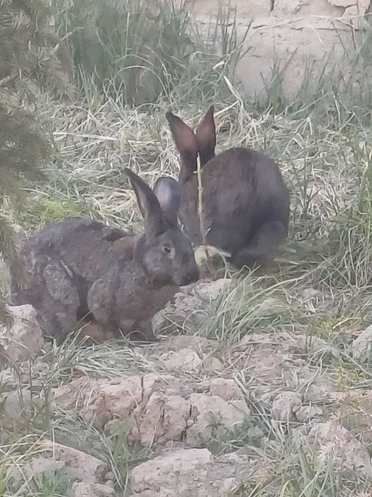 Кролики по выгодной цене. Quyonlar sotiladi.