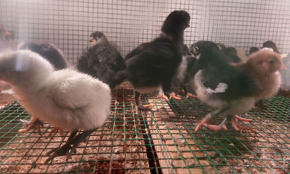 Xar xil turdagi jojalar tovuqlar mavjud