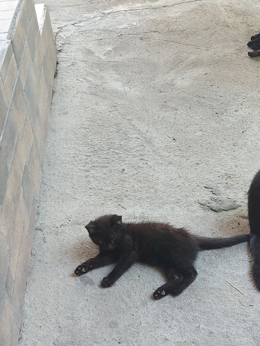 Котята отдам даром