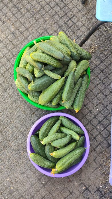 Продам огурцы дачные