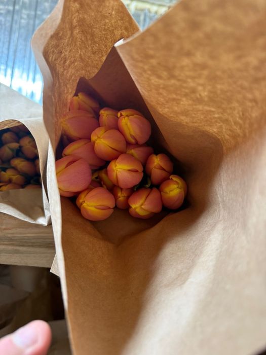 Тюльпаны оптом  и в розницу 350тг