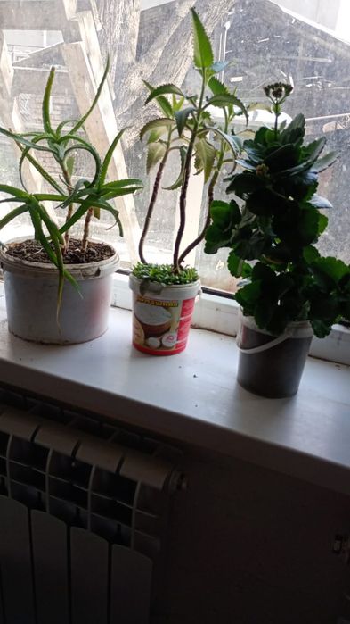 Ростения домашние