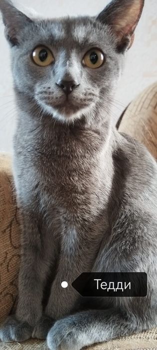 Продаются котята