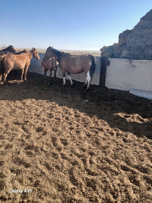 Бие сатылады буаз