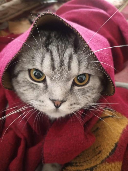 Skotish fold 1 yosh toza mushuk