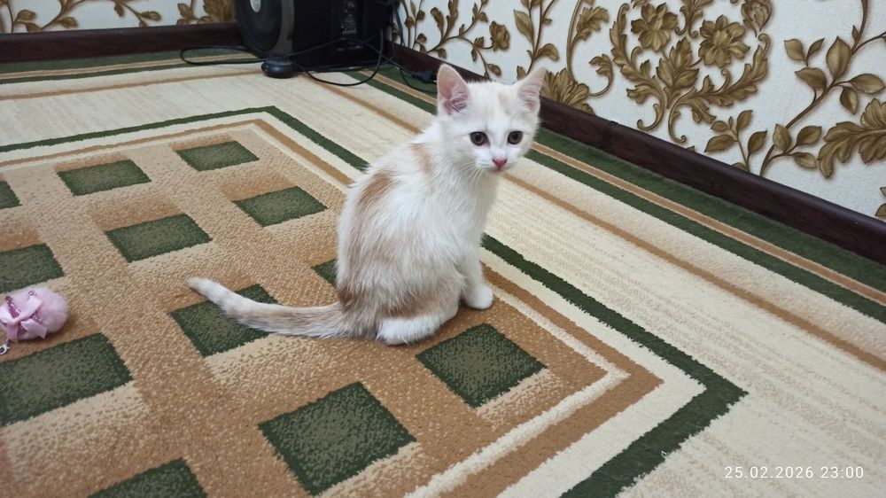 Зотли мушукча, ок-жигарранг