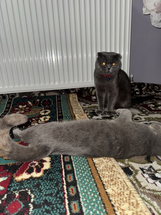 НЕ ПРОДАЁТСЯ  Кот на вязка Скоттиш Фолд очень опытный