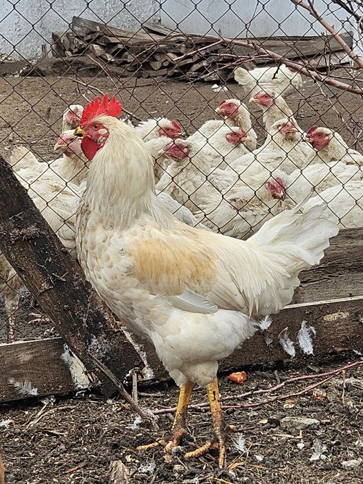 Продам домашних петухов.