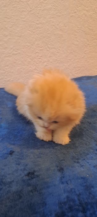Продаётся котёнок Scottish fold Haylend