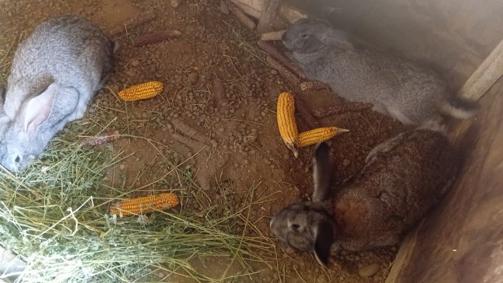 Қояндар сатылады