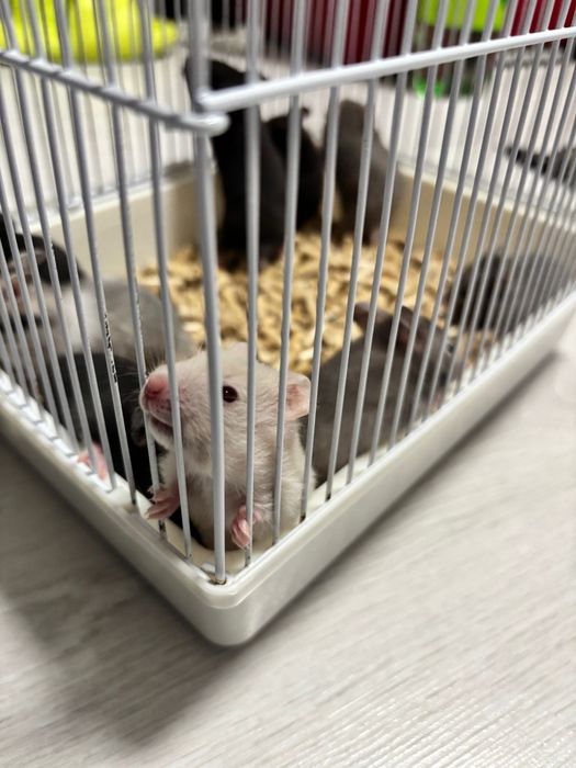 Vând urgent hamsteri sirieni.
