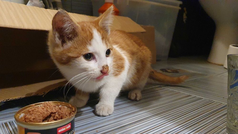 Намерено - Рижаво мъниче спешно търси дом