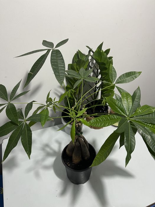 Комнатные растения