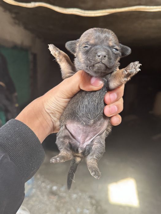 Смеска между пинчер-чихуахуа